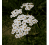Тысячелистник лекарственный (30 шт.) / Achillea millefolium